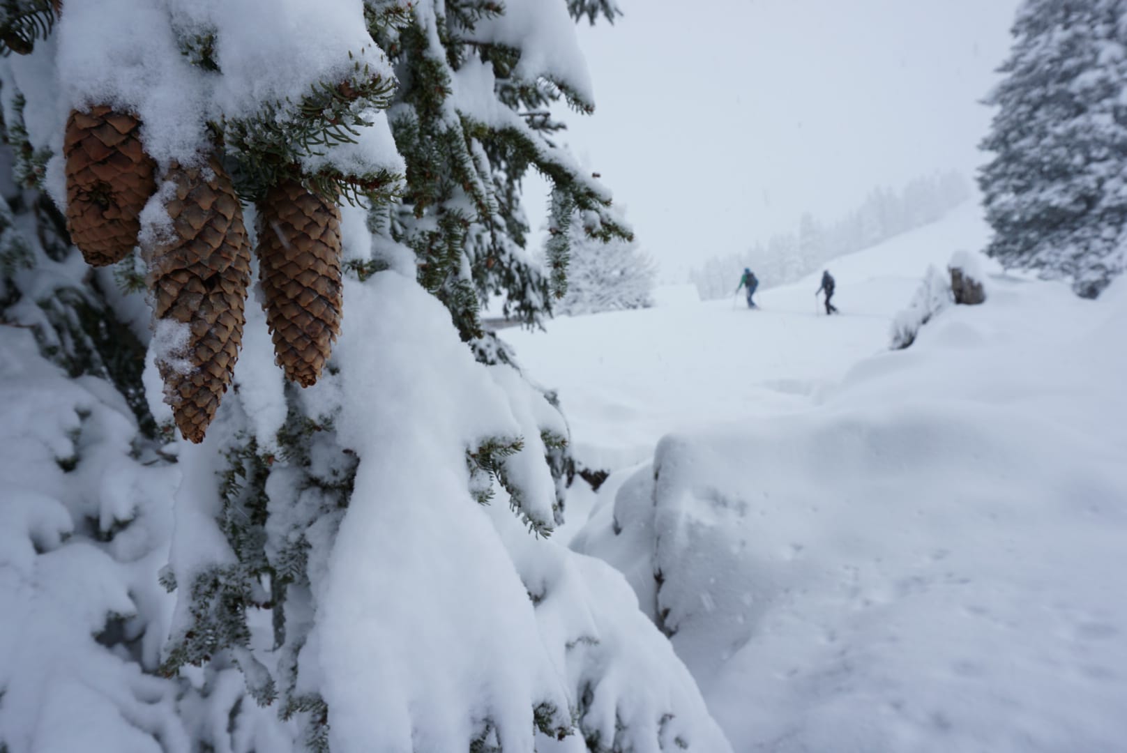 Werte in Bewegung – Dein erster Tag im Schnee (Schwägalp) - WildRide Adventure